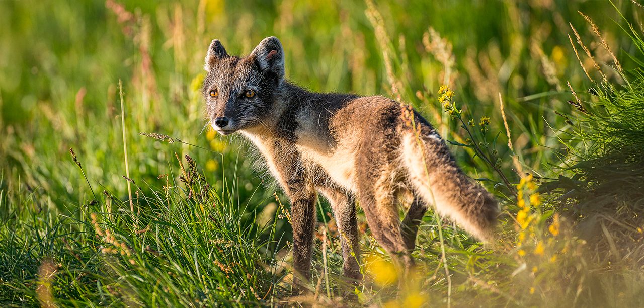 Fjällräv med sommarpäls i fokus på en gräsäng