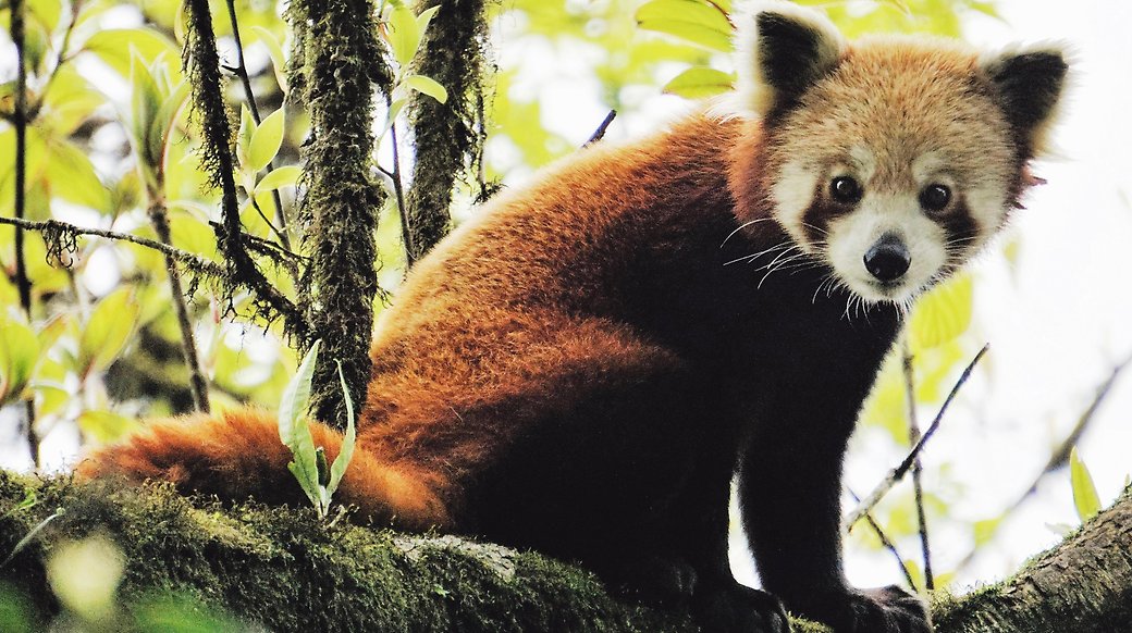 Nordens Ark kämpar för den röda pandans överlevnad. Här sitter den röda pandan i ett träd.
