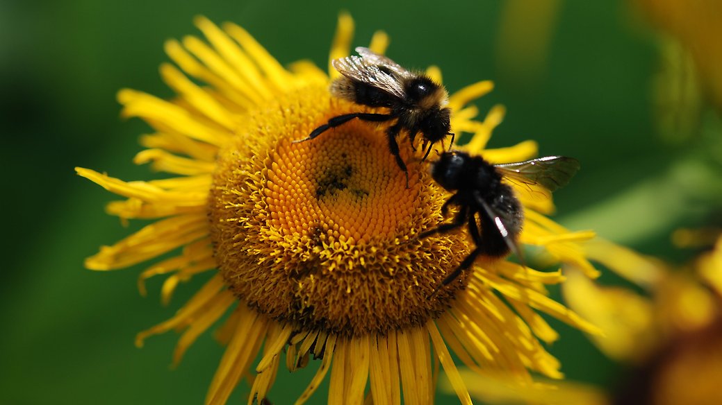 Humlor tillhör också de vilda bina. Du kan hjälpa till att rädda bina – till exempel genom att låta en del av gräsmattan bli en äng och köpa ekologisk mat.