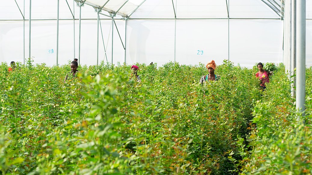 Etiopien tillhör världens främsta exportörer av rosor. Här verkar Fairtrade för att ge över 19 000 anställda bättre arbetsvillkor. 