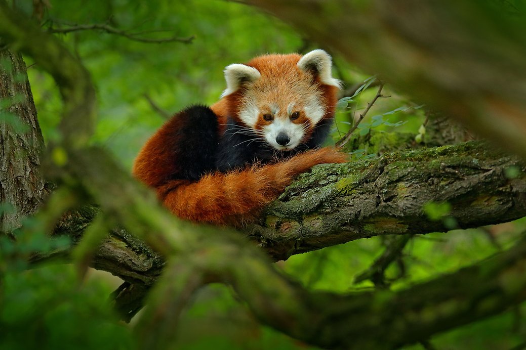 En röd panda